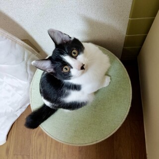 ワンちゃんみたいな性格の猫ちゃん