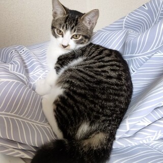 鼻ポチ付きの可愛い女の子