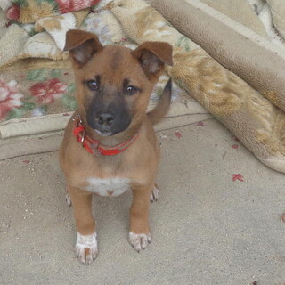 人が大好き甘えん坊さんメス子犬