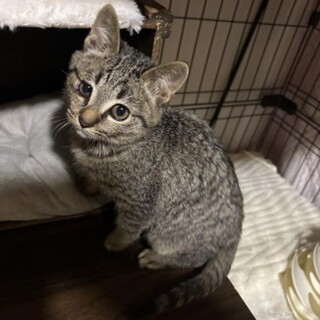 ★里親様決定★控えめでマイペースなキジ猫❤グルくん