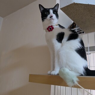 人馴れ頑張り中！