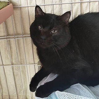 クロムくん里親様決定！」千葉県 - 猫の里親募集(533128) :: ペットの