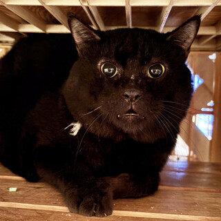 クロム様 ご確認ページ 黒猫ちゃん主役(*´˘`*)♡ クロムくん里親様決定！」千葉県 - 猫の里親募集(533128) :: ペットの