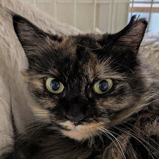 �ӂ���ӂ���ň����邵���E�B���^�[�����