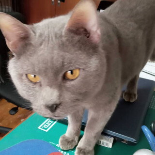 飼育崩壊から救出,シー君♂5歳〜7歳