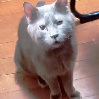 飼育崩壊から救出,フーちゃん♂4歳〜6歳