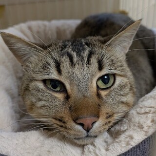 ���O�o�g�����ǋC���D������^�C�K�[����