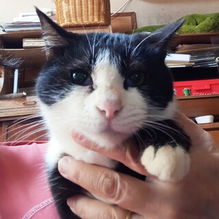 飼育崩壊から救出,たまちゃん♀4歳〜6歳