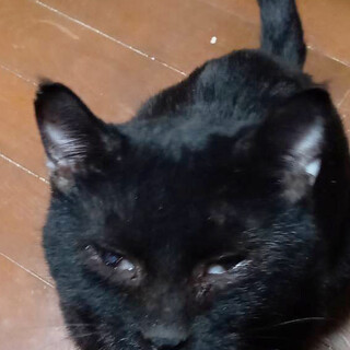 飼育崩壊から救出,黒ちゃん♂7歳以上
