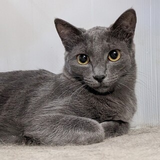 甘えん坊予備軍(^.^)♡なっつ