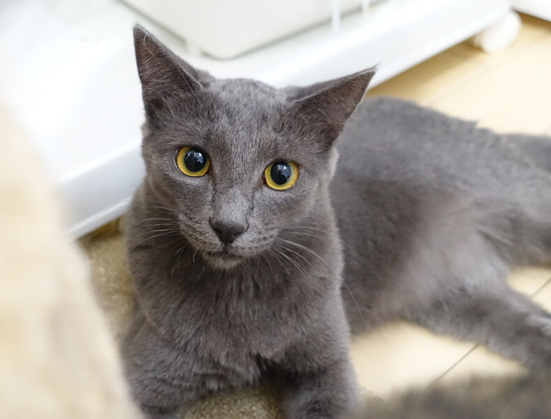 甘えん坊予備軍(^.^)♡なっつ サムネイル3