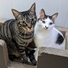 猛烈人懐っこい甘えん坊兄弟 サムネイル3