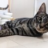 猛烈人懐っこい甘えん坊兄弟 サムネイル6