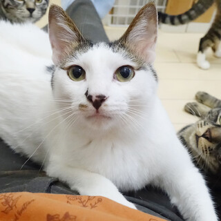 特技はジャンピング抱っこ！2匹一緒に