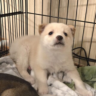 推定1.5〜2ヶ月弱の女の子