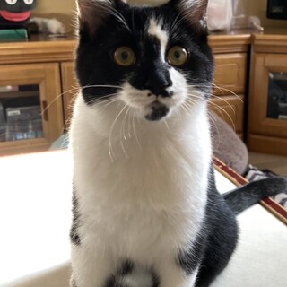 よこねこが投稿した里親募集 :: ペットのおうち【里親決定30万頭！】