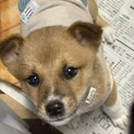 まだ生後40日の野犬子犬 ひょうくん