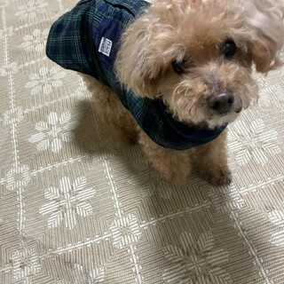 急募！トイプードル飼い主逝去により里親募集