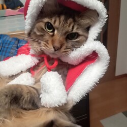 ニャンタクロース2025