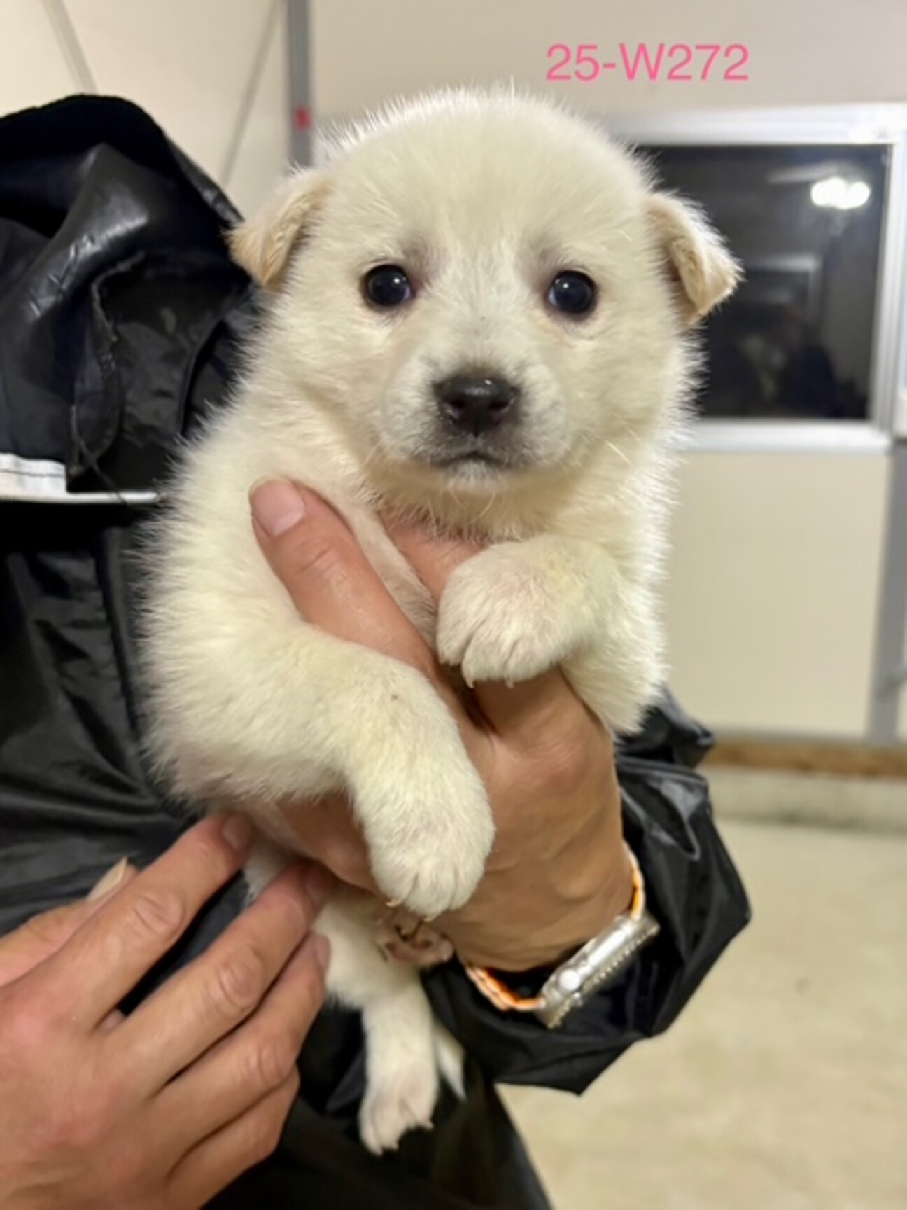 25-W272 可愛過ぎ」滋賀県 - 犬の里親募集(533160) :: ペットの