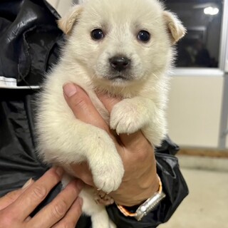 25-W272　可愛過ぎるコロチビ♪