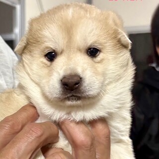 25-W277　ゴル似ぼ赤ちゃんワンコ！！