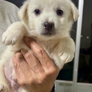 25-M270　真っ白チビコロ♪