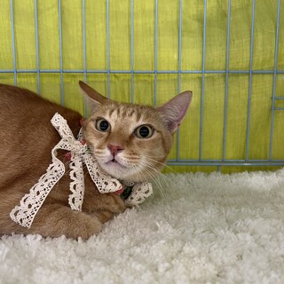 ���₩�Ȓ��g���̏��̎q�􂱂ނ�