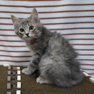 かわいいにゃ。とん吉です。