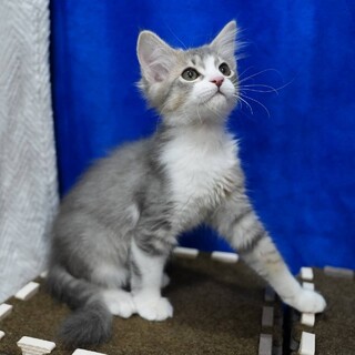 かわいいにゃ。ちん平　です。　