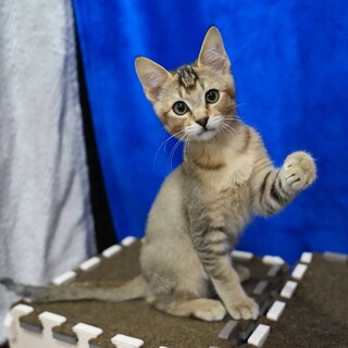 かわいいにゃ。かん太です。　