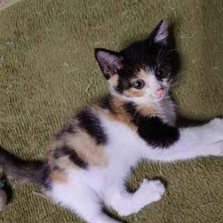 ���킢���ɂ�B�C�N�������