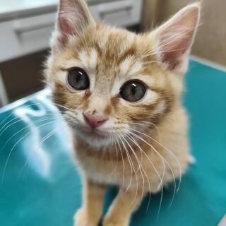 ���킢���ɂ�B�g������