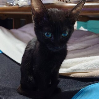 ���킢���ɂ�B�E�j�����