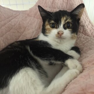 ���킢���ɂ�B�����������