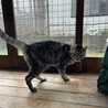 穏やかで優しい男の子。人が大好きです。 サムネイル4