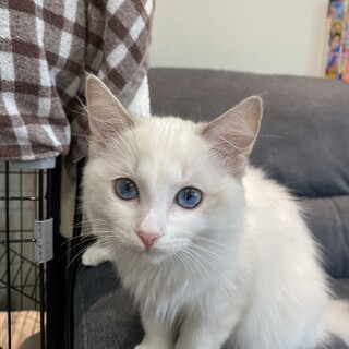 4ヶ月のラグドール、メス