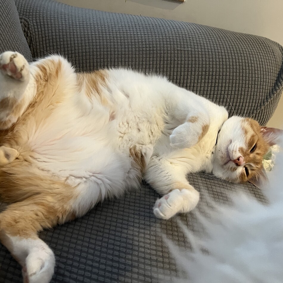 みかんのカバー写真