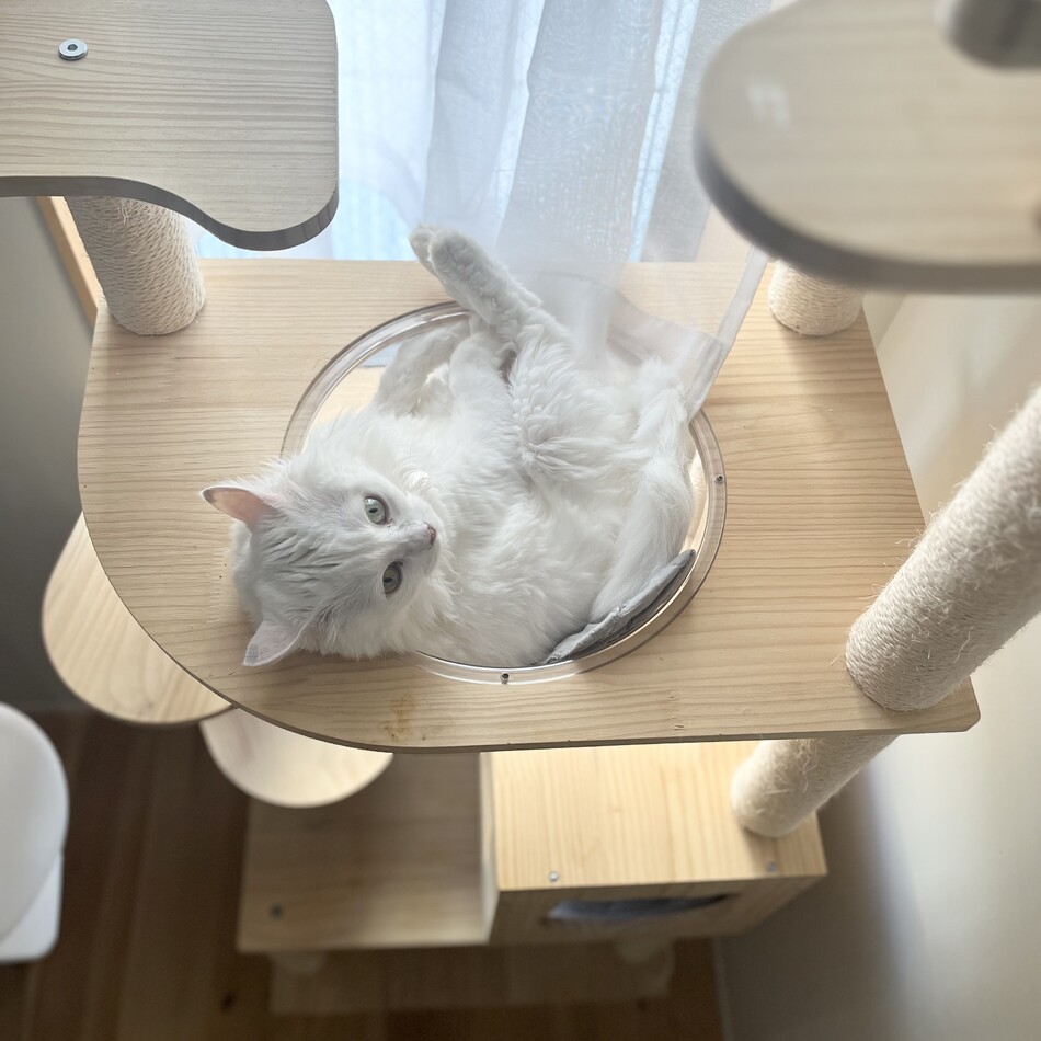 めんまのカバー写真