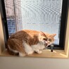 の写真