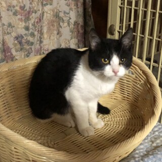 ひざに乗ってくる活発元気な女の子　黒みつちゃん