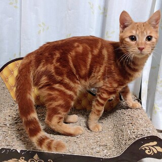 可愛いすぎる‼️アメショ柄のこむぎ君♥️