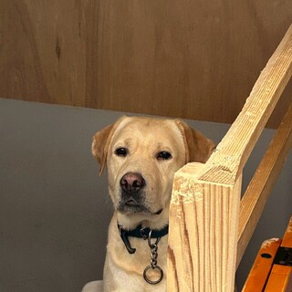 甘えん坊のラブラドール(オス）