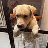 甘えん坊のラブラドール(オス） サムネイル4