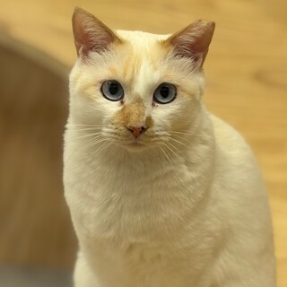 ちょっとビビリ美少女めめちゃん！