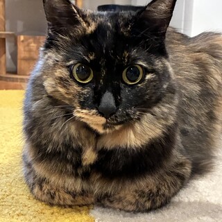 さびねこ、たかちゃん