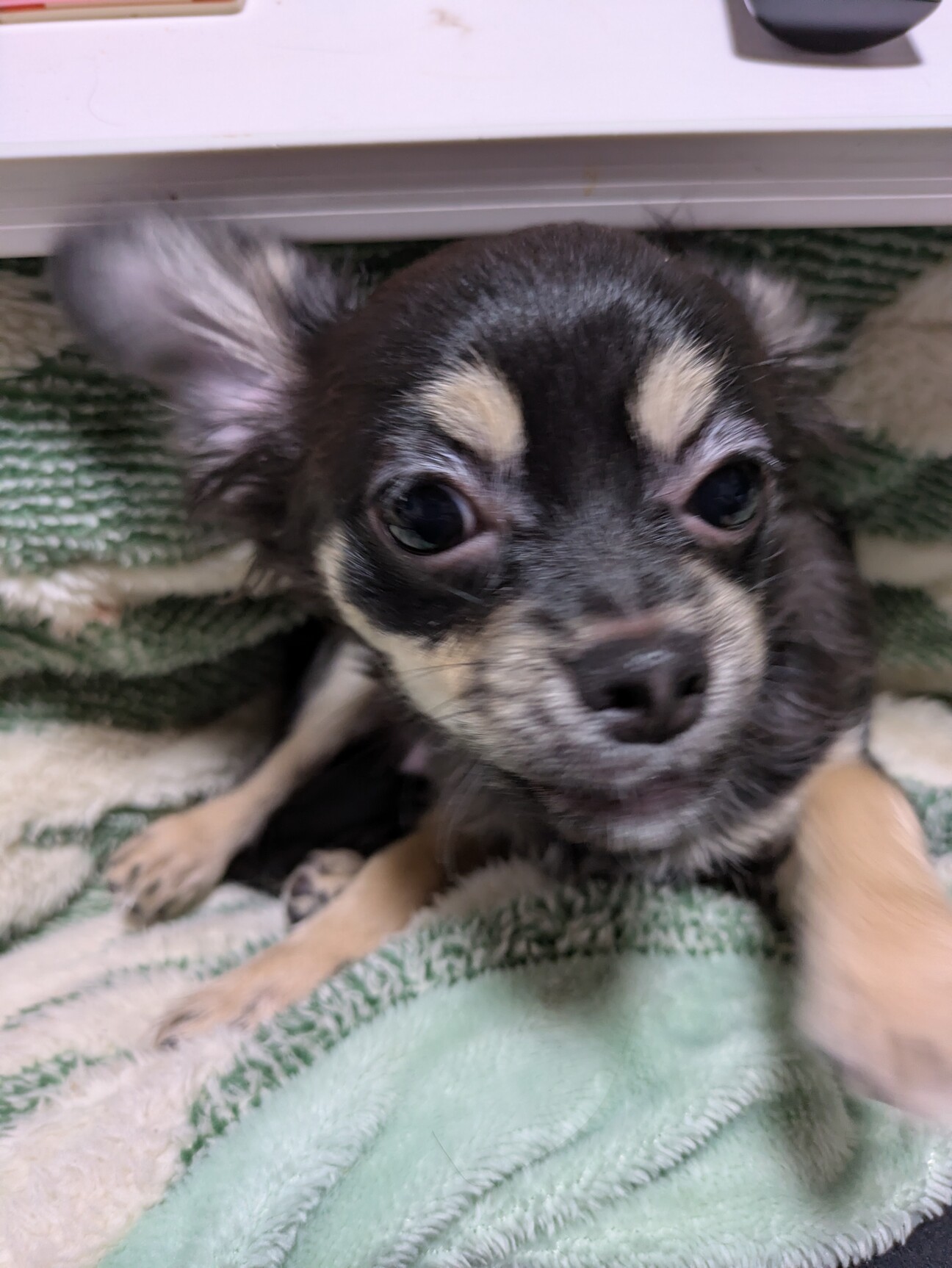 黒のロングコートチワワ 」京都府 - 犬の里親募集(533188