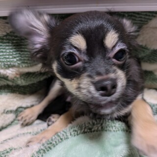 黒のロングコートチワワ 5ヶ月 女の子