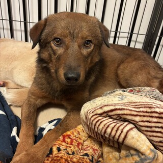 だいきちくん(旧ミルク)