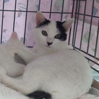 �������ł���悤�ɂȂ������w���낲�܁x�����